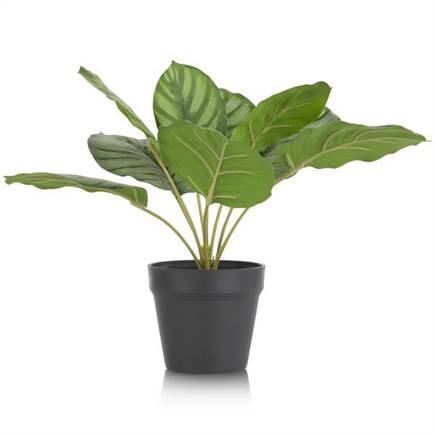 Coco Maison Calathea Orbifolia H45cm kunstplant
